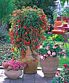 Begonia 'Illumination Orange' (garland begonia)