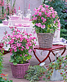 Lavatera trimestris (mug Mallow)