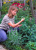 Pick pisum sativum (sugar peas)