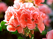 Pelargonium zonal 'Rosario' (Standing Geranium)