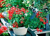 Pelargonium peltatum Rainbow 'Red' (Hängegeranie)