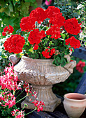 Pelargonium zonale 'Serena' (Standing Geranium)