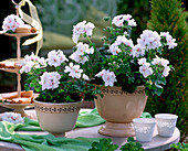 Pelargonium peltatum ' Albina Nova ' (weiße Hängegeranie)