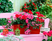 Pelargonium zonal 'Carino Nova', 'Lorca Dark'