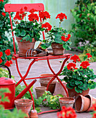 Geranium zonale ' Toro ' (stehende Geranie)