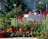 Ribes (red currant), Dahlia (dahlia)