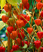 Physalis franchetii (Lampionblume)