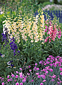 Digitalis purpurea ' Alba ' (weißer Fingerhut)