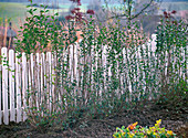 Plant privet hedge