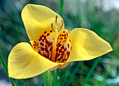 Tigridia pavonia (peacock flower, tiger flower)