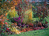 Amelanchier (Rock pear), Viburnum (Snowball)