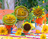 Sunflower faces