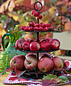 Brown metal shelfs with malus (apple, ornamental apple)