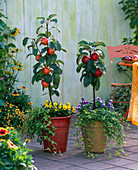 Malus Ballerina 'Waltz' & 'Flamenco' (columnar apple), Viola cornuta Sorbet