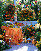 Begonia Illumination 'Orange', Calibrachoa celebration