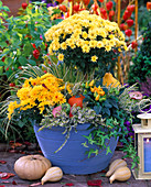 Chrysanthemum (Chrysanthemum), Capsicum annuum (Ornamental Paprika)
