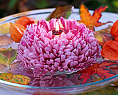 Chrysanthemum (autumn chrysanthemum) purple, large flowered
