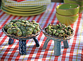 Sempervivum hybrids (houseleek) in blue ceramic bowls