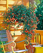 Begonia Illumination ' Orange ' (Girlandenbegonie), Ampel auf orangem Balkon