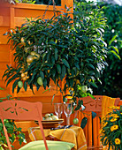 Solanum muricatum 'Pepino' (Melonenbirne), Ampel auf orangem Balkon