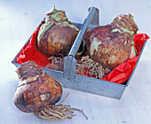 Hippeastrum (Amaryllis) Onions in metal tray with handle