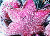Baumschmuck: rosa Stern mit Rauhreif