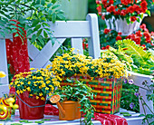 Oxalis articulata in a colorful braided basket