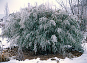 Sinarundinaria murielae (Bambus) mit Rauhreif im Winter