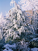 Tsuga canadensis (Hemlocktanne) mit Rauhreif und Schnee