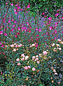 Rosa 'Sweet Meidiland' (Rose), Gaura lindheimeri 'Siskyou Pink'