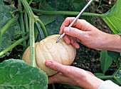 Carving a pumpkin (1/2)