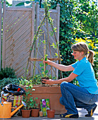 Canary cress on willow scaffold