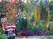 Herbstliches Terrassenbeet: Dahlia (Dahlie), Aster
