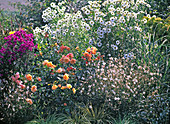 Flowerbed of perennials and rose, pink 'Tequila' (bed rose), Gaura