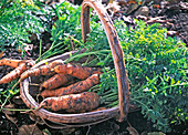 Daucus carota (Möhren) frisch geerntet