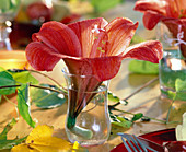 Hippeastrum (Amaryllis), Einzelblüte im Glas