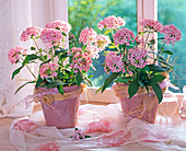Pentas (pink Pente) in pink pots with raffia bows