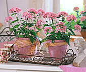 Pentas (pink pente) in pots with bast bows on a metal tray
