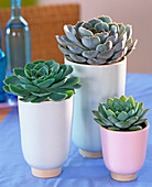 Echeveria (Echeveria) in ceramic vases