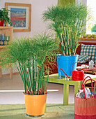 Cyperus papyrus (papyrus) in colourful metal buckets