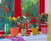 Capsicum annuum (ornamental pepper) in colourful pots and bottles