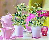 Schefflera arboricola 'Janine' (ray aralia) in pale pink glass pots
