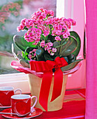 Kalanchoe Calandiva 'Pink' (filled flaming daffodil), red bow