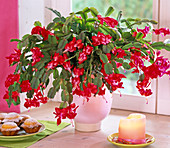 Schlumbergera (Christmas cactus) red flowering, candle