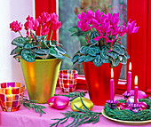 Cyclamen persicum (cyclamen) in metal pots, tree decorations