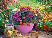 Brassica in pink tub, Physalis, Tropaeolum