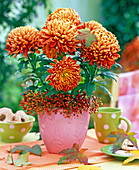 Chrysanthemum 'Palü Bronze' (großblumige Herbstchrysantheme), Kranz aus Rosa