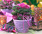 Brassica (ornamental cabbage) in purple pot with bow, threaded ornamental cabbage leaves