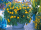 Helichrysum syn. Bracteantha Dazette 'Gold' (Strawflower), Phormium