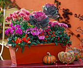 Brassica (ornamental cabbage), Chrysanthemum (autumn chrysanthemum), Cyclamen persicum